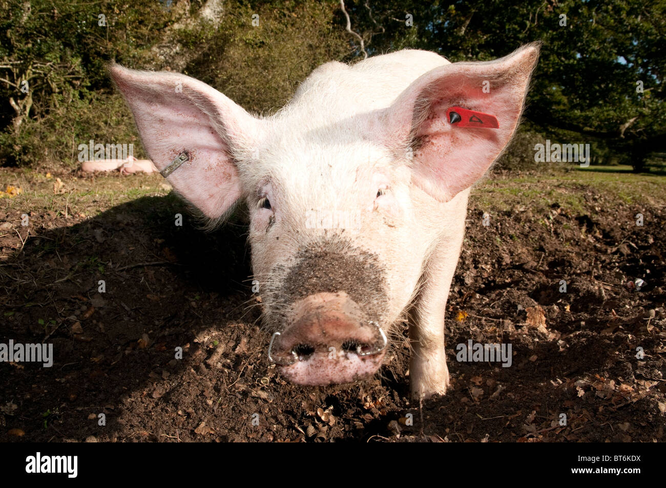 Les porcs en quête de glands dans la nouvelle forêt sous l'ancienne loi du pannage ou mât Banque D'Images