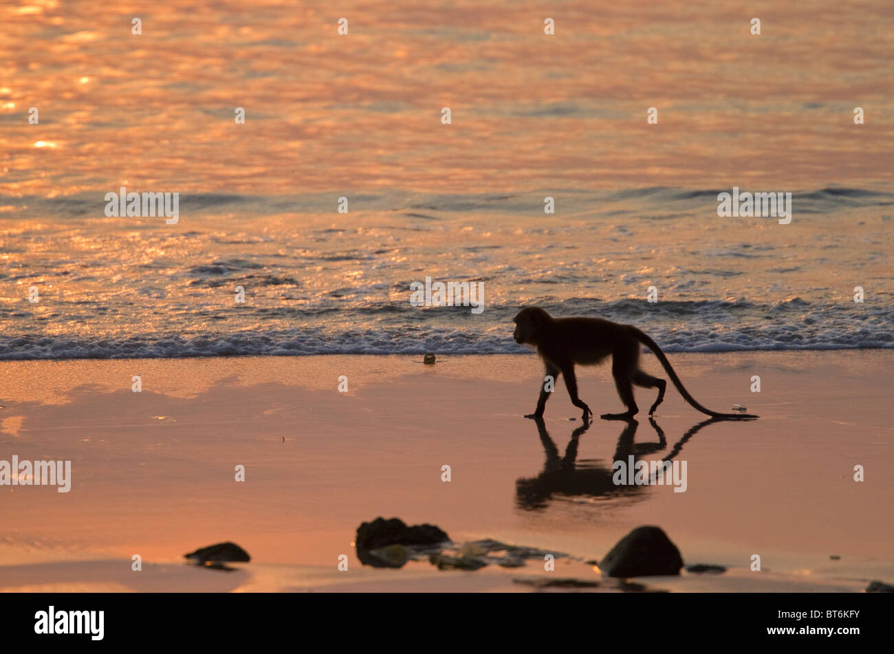 Manger DU CRABE MACAQUE (Macaca fascicularis) qui se nourrissent de plage au coucher du soleil, le Parc National de Tarutao, le sud de la Thaïlande. Banque D'Images
