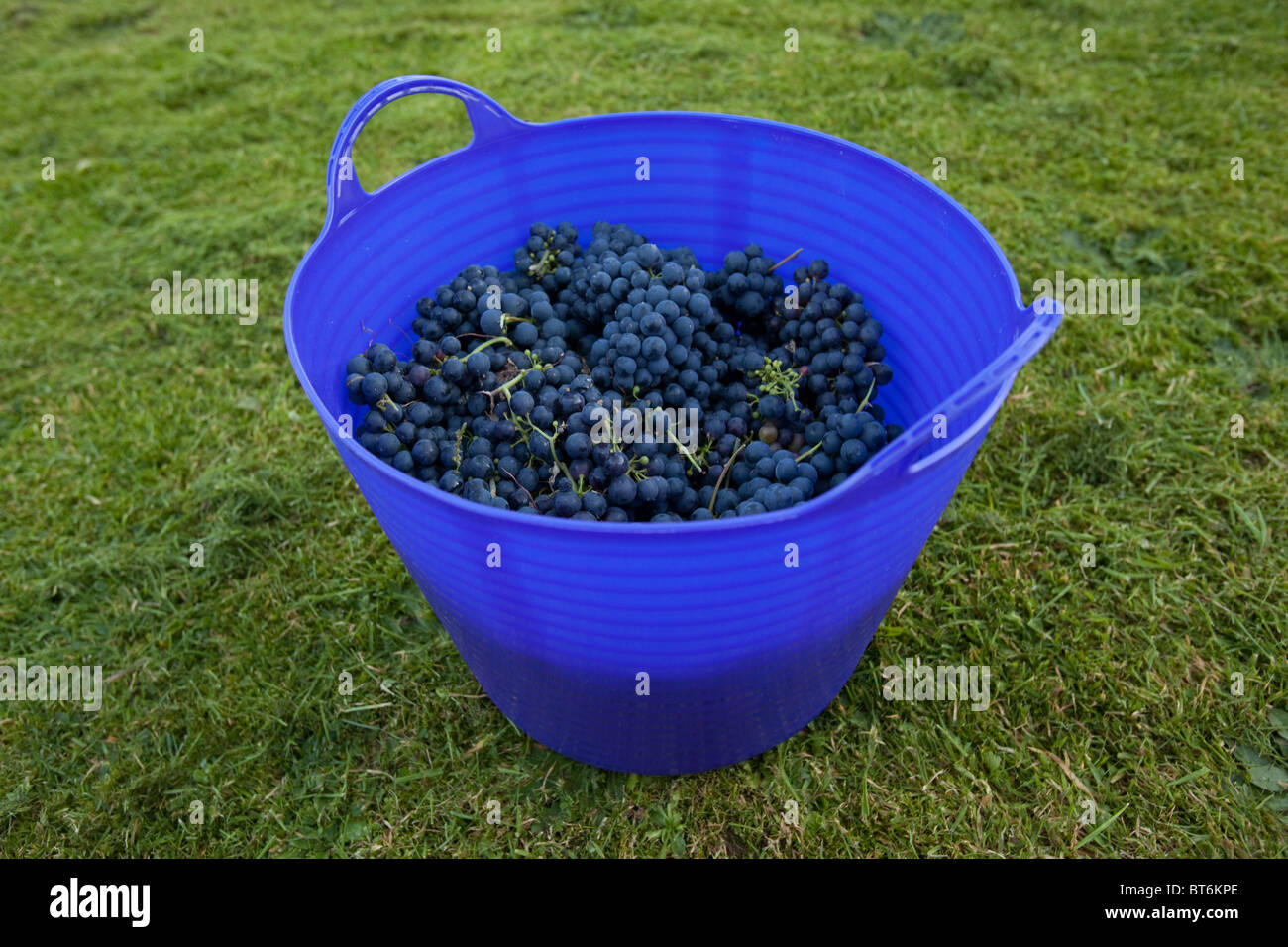 Panier de raisins noirs fraîchement cueillis de Hambourg pour la fabrication de vin, Hampshire, Angleterre, Royaume-Uni. Banque D'Images