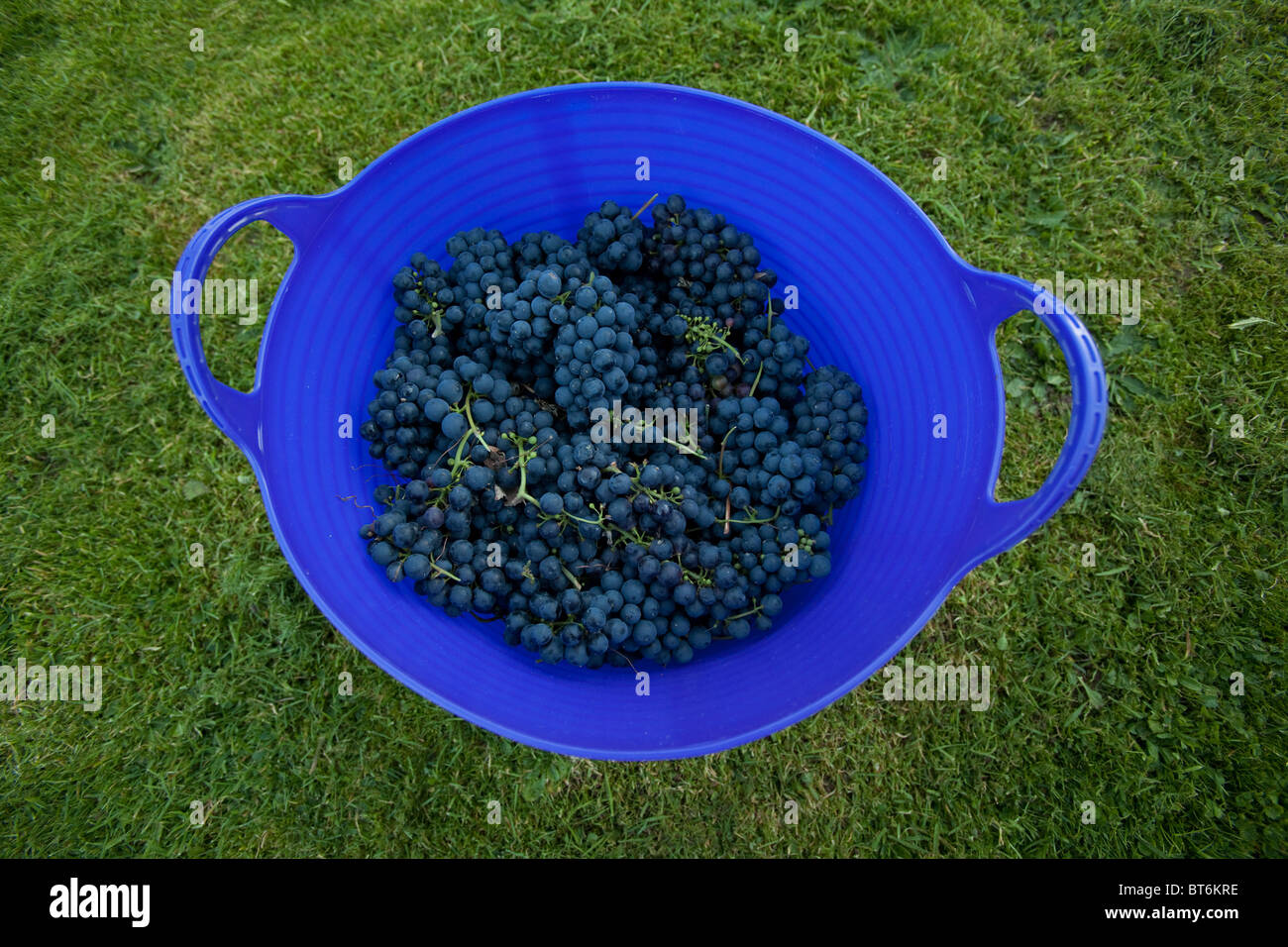 Panier de raisins noirs fraîchement cueillis de Hambourg pour la fabrication de vin, Hampshire, Angleterre, Royaume-Uni. Banque D'Images