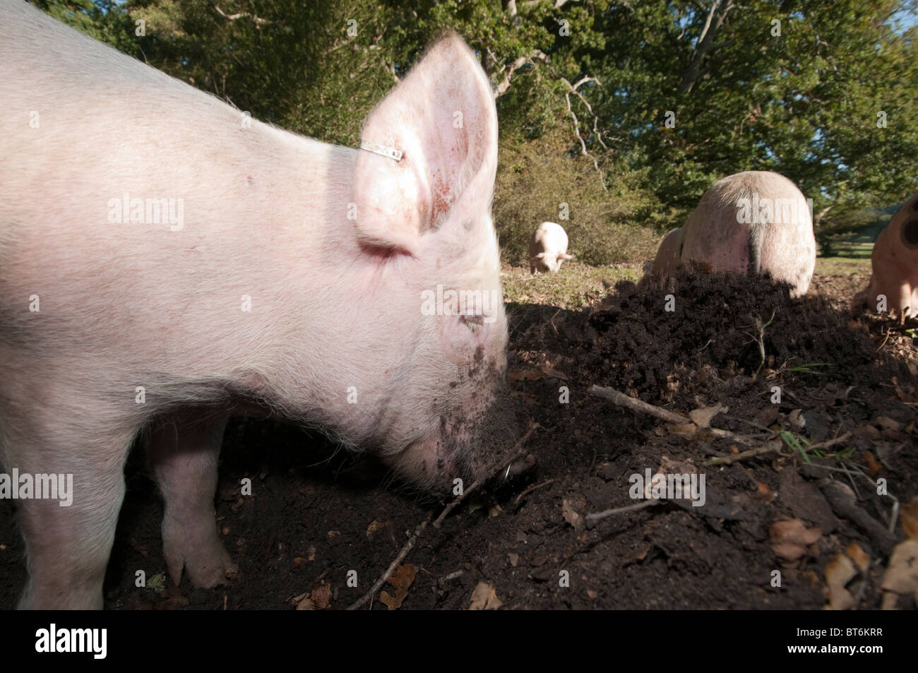 Les porcs en quête de glands dans la nouvelle forêt sous l'ancienne loi du pannage ou mât Banque D'Images