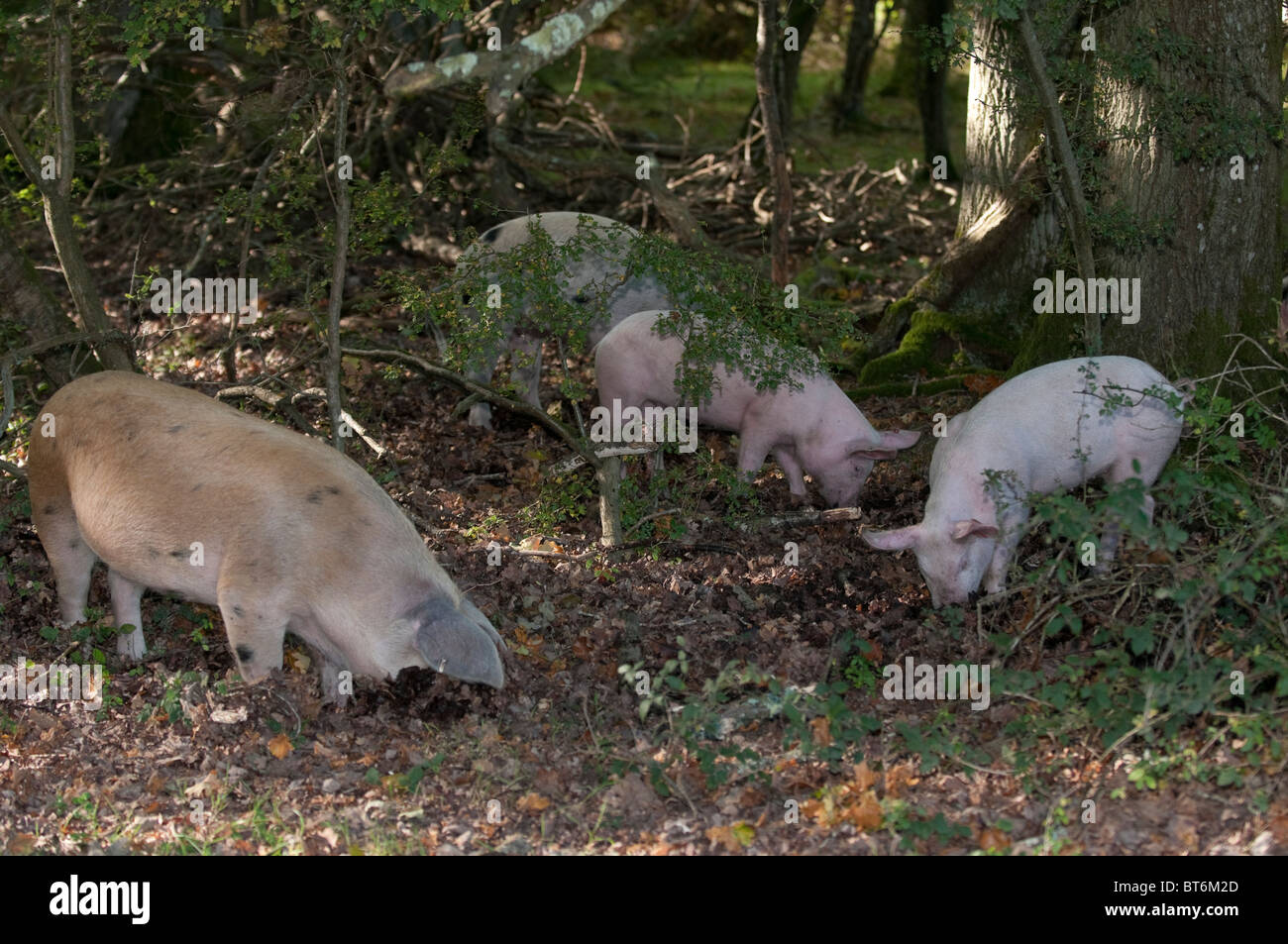 Les porcs en quête de glands dans la nouvelle forêt sous l'ancienne loi du pannage ou mât Banque D'Images