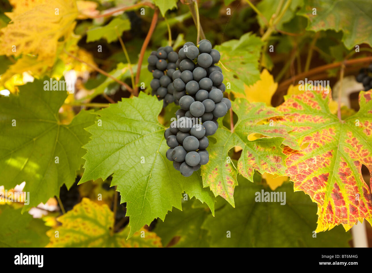 Hambourg noir raisins sur la vigne, Hampshire, Angleterre. Banque D'Images