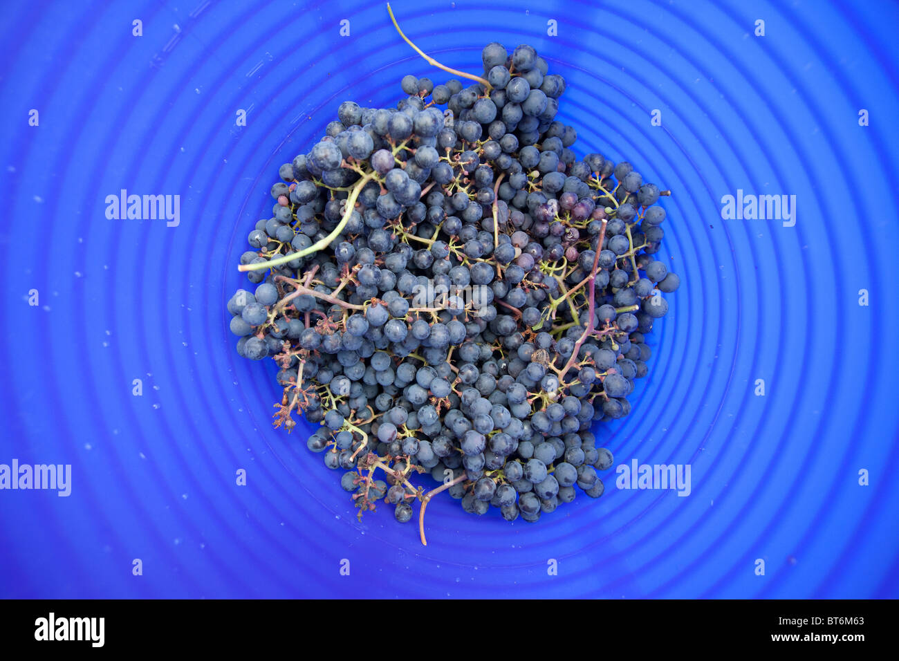 Panier de raisins noirs fraîchement cueillis de Hambourg pour la fabrication de vin, Hampshire, Angleterre, Royaume-Uni. Banque D'Images