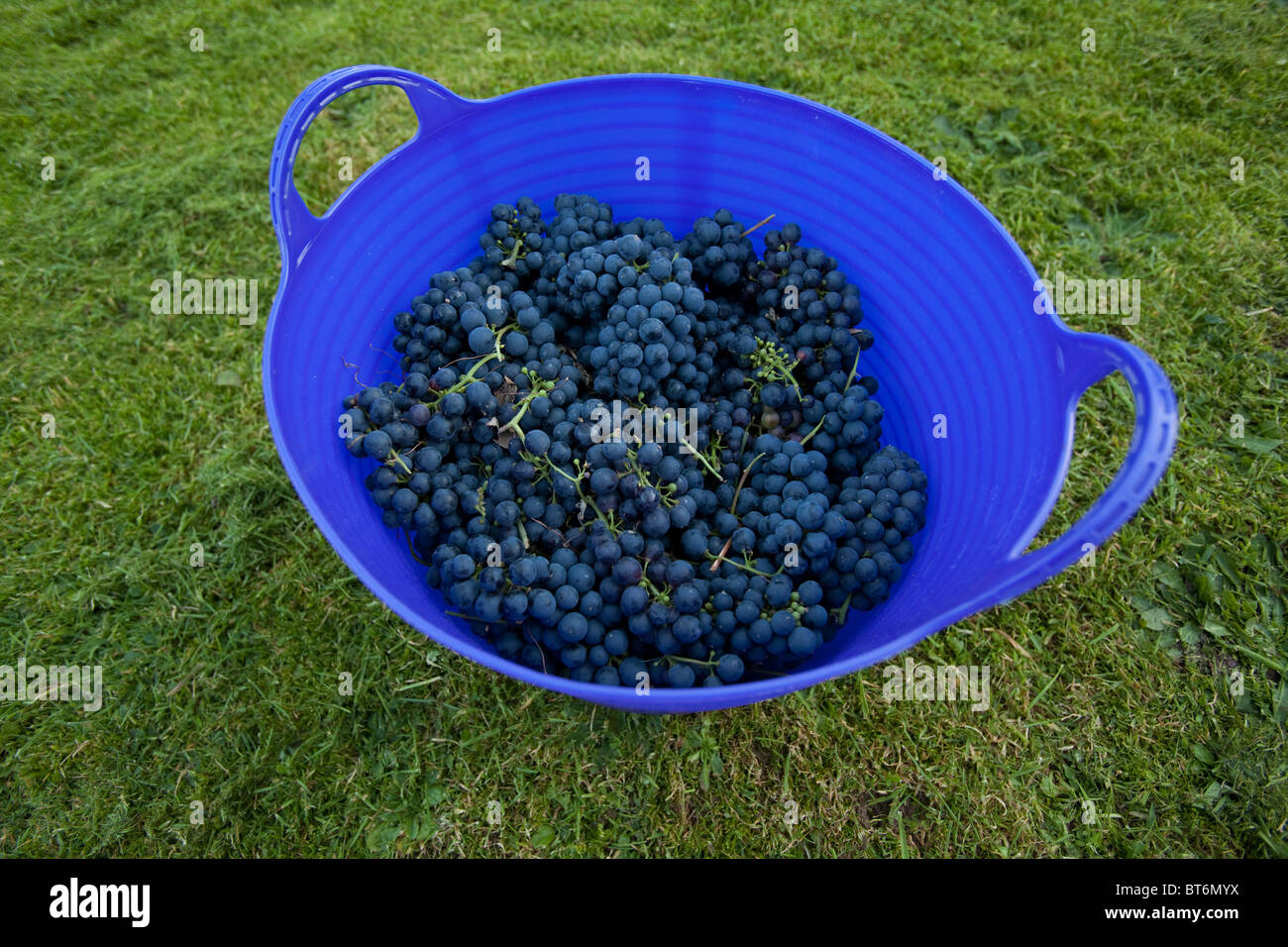 Panier de raisins noirs fraîchement cueillis de Hambourg pour la fabrication de vin, Hampshire, Angleterre, Royaume-Uni. Banque D'Images