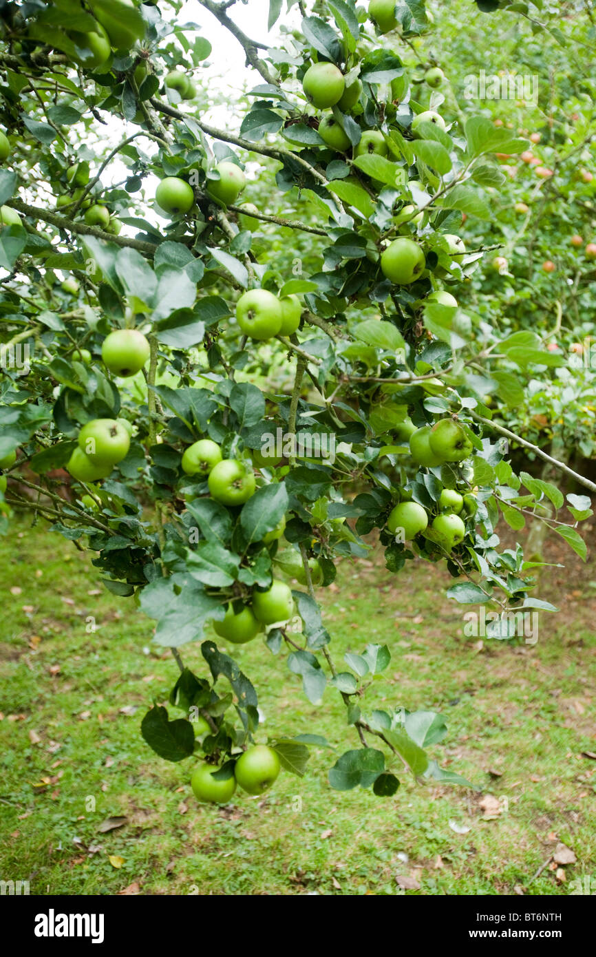 La maturation des pommes sur un pommier, Hampshire, Angleterre, Royaume-Uni. Banque D'Images