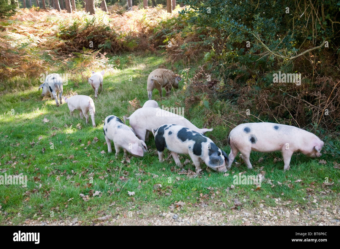 Les porcs en quête de glands dans la nouvelle forêt sous l'ancienne loi du pannage ou mât Banque D'Images