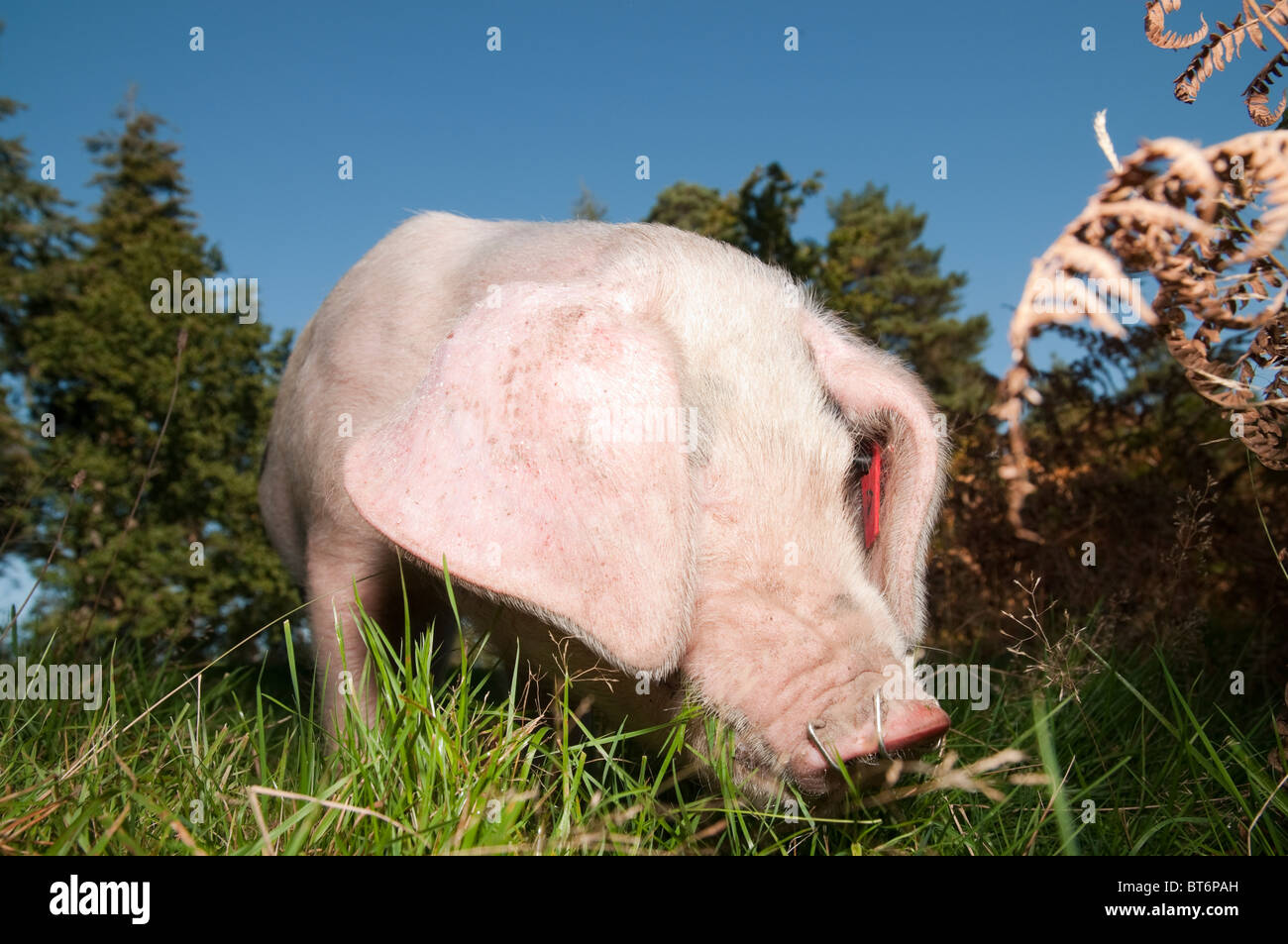 Les porcs en quête de glands dans la nouvelle forêt sous l'ancienne loi du pannage ou mât Banque D'Images