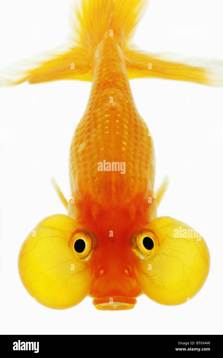 Bubble Eye goldfish Studio shot against white background. Banque D'Images