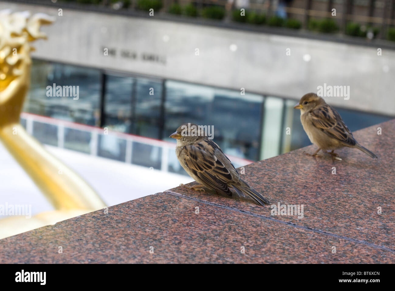 Passereaux sur la rockafella centre New York City Banque D'Images
