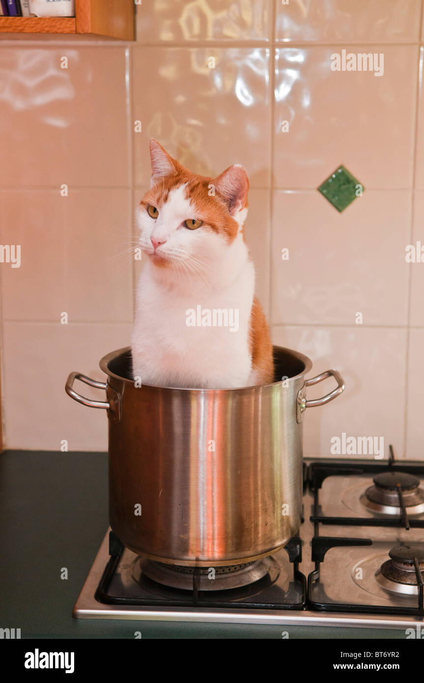 Chat assis à l'intérieur pot sur cuisinière (ne vous inquiétez pas, il n'était pas mal, c'est son petit animal de compagnie astuce !) Banque D'Images