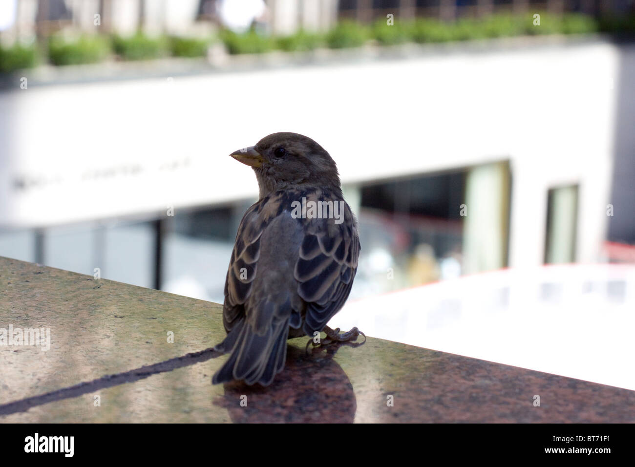 Passereaux sur la rockafella centre New York City Banque D'Images