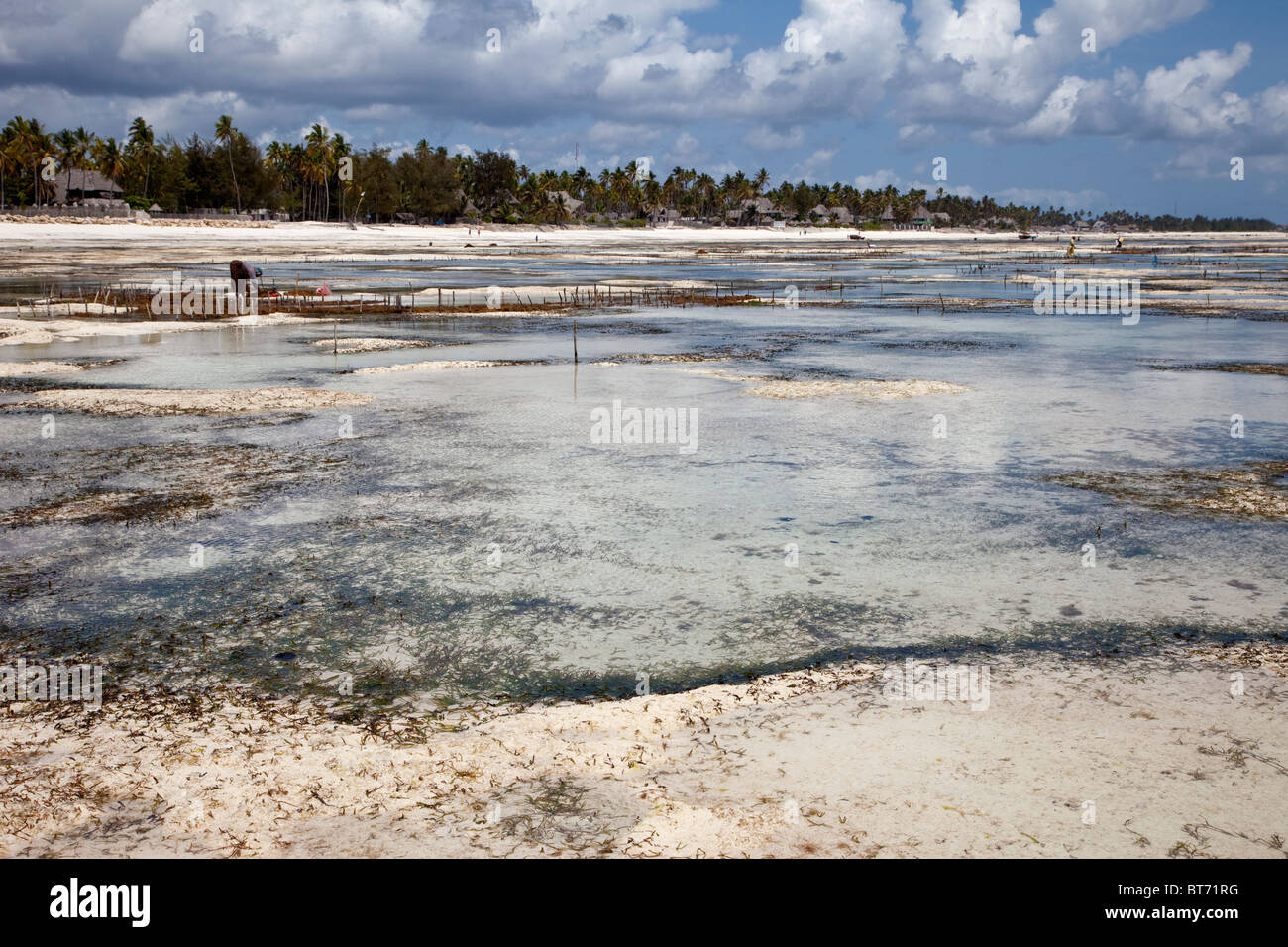 Jambiani, Zanzibar, Tanzanie. Les poteaux des lignes verticale marque d'algues, cultivées par les femmes du village pour gagner un petit montant d'argent. Banque D'Images