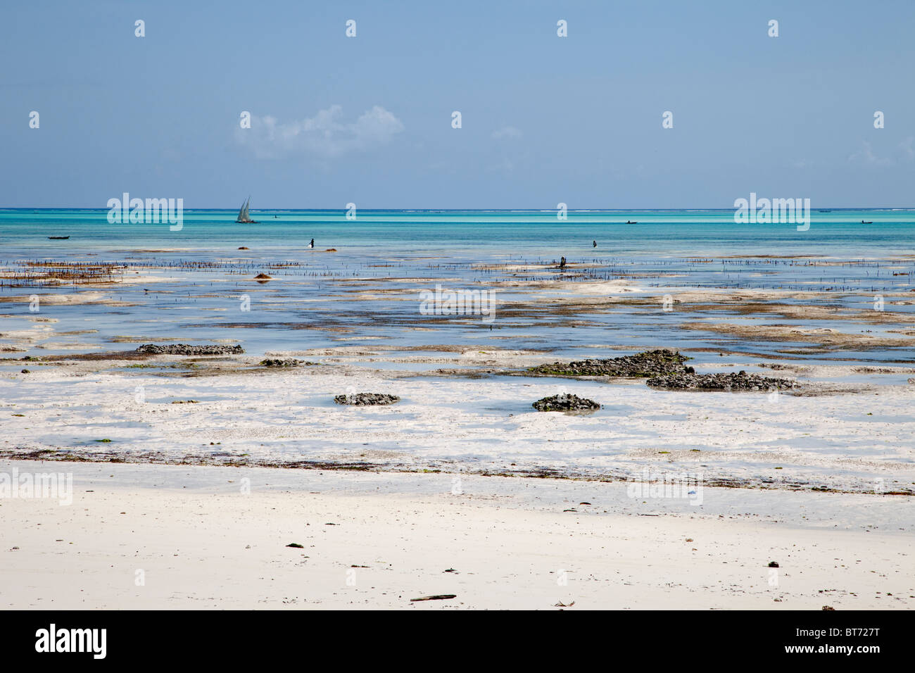 Jambiani, Zanzibar, Tanzanie. Marée basse à marée basse. Les femmes cultivent des algues sur la marée ces appartements à l'exportation. Banque D'Images