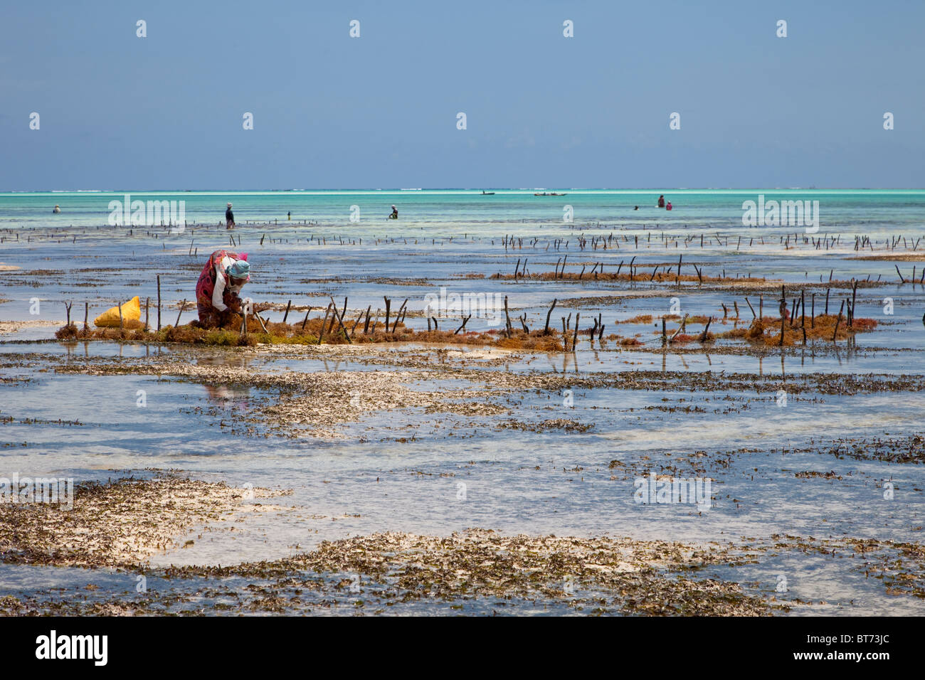 Jambiani, Zanzibar, Tanzanie. Poteaux verticaux indiquent les lignes d'algues cultivées par les femmes du village, à l'exportation vers l'Asie. Banque D'Images