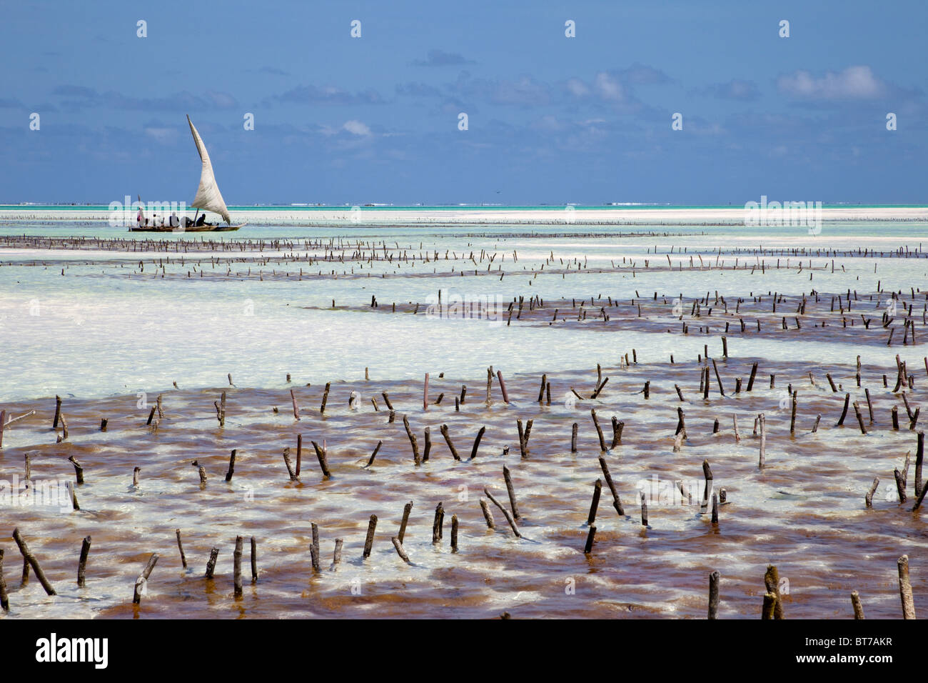 Jambiani, Zanzibar, Tanzanie. La côte est de Zanzibar, à marée basse. Les parcelles d'algues en premier plan. Banque D'Images