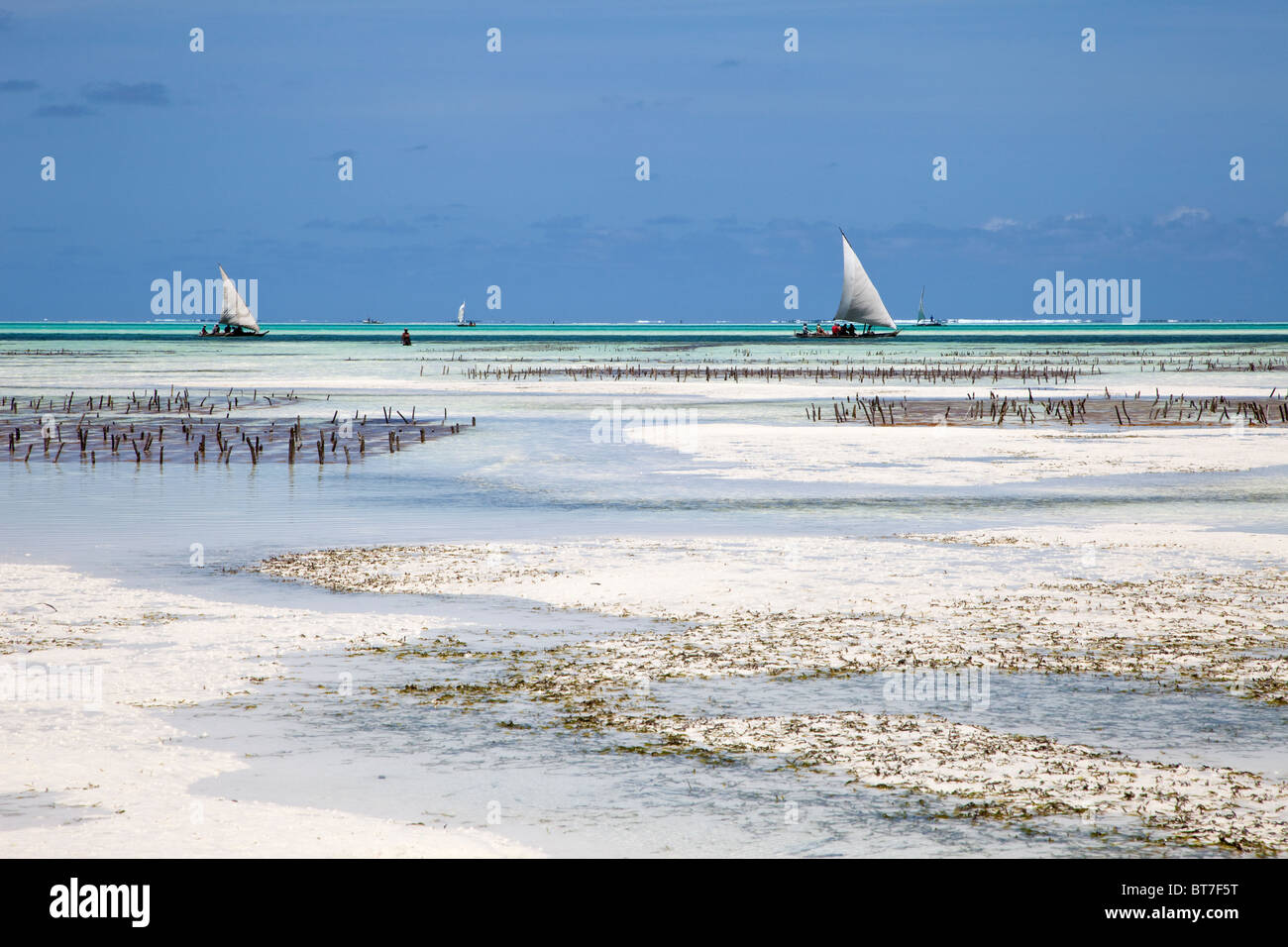 Jambiani, Zanzibar, Tanzanie. La côte est de Zanzibar, à marée basse. Les parcelles d'algues à moyenne distance. Banque D'Images