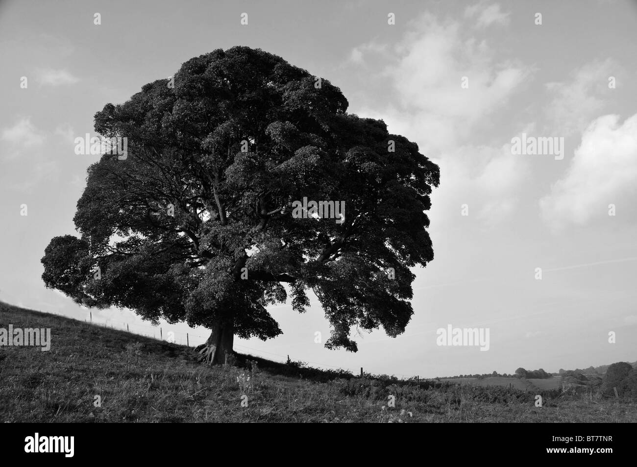 Un marronnier d'arbre dans un champ à Somerset Banque D'Images