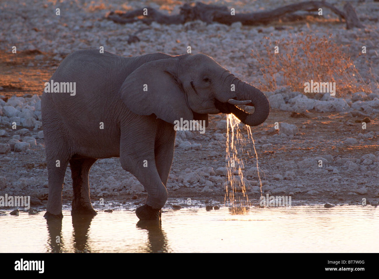 Bush africain Elephant (Loxodonta africana) de l'eau potable dans la dernière lumière du soir, Etosha National Park, Namibie, Afrique Banque D'Images