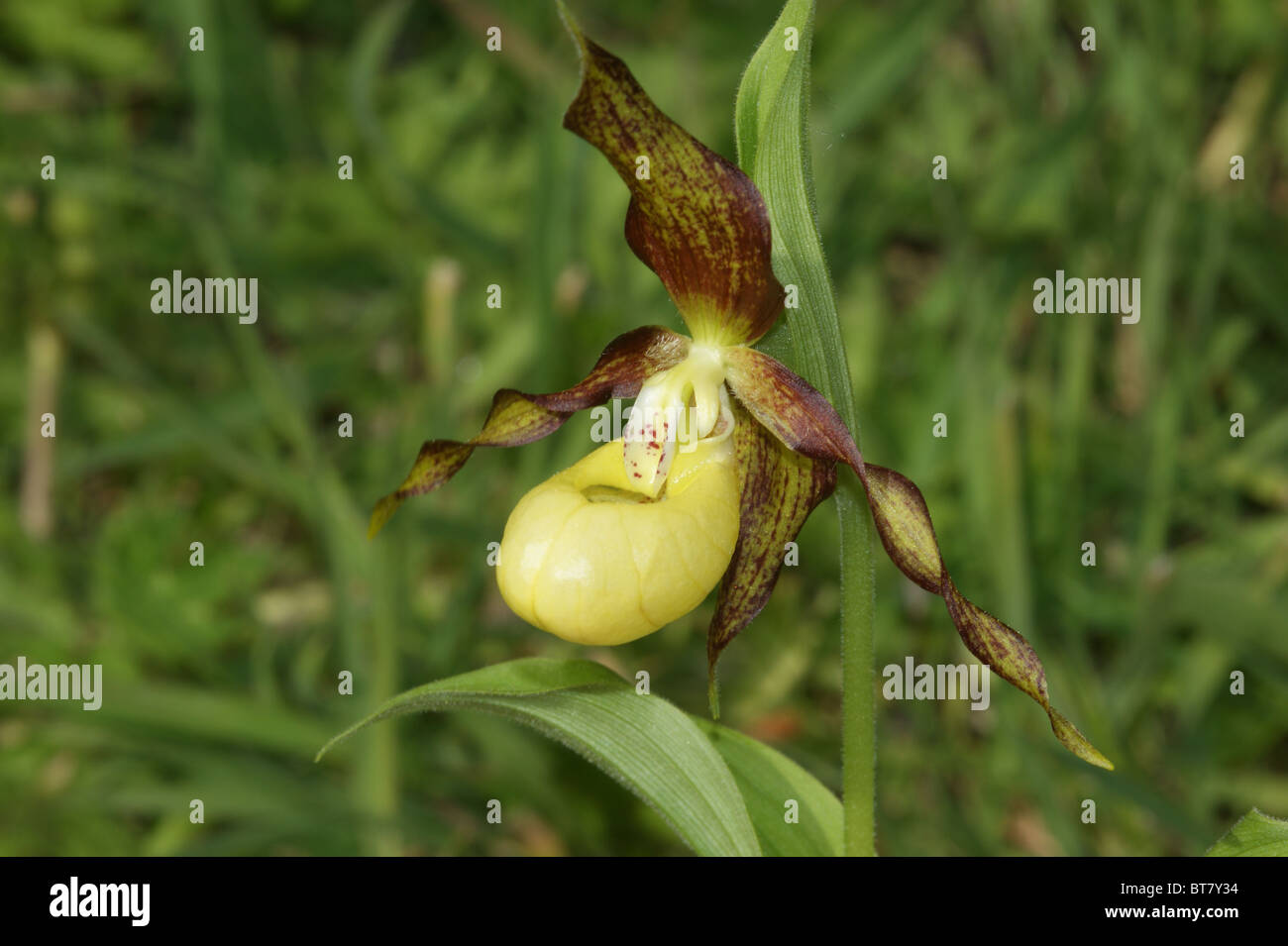 Lady's-slipper Orchid Cypripedium calceolus Banque D'Images