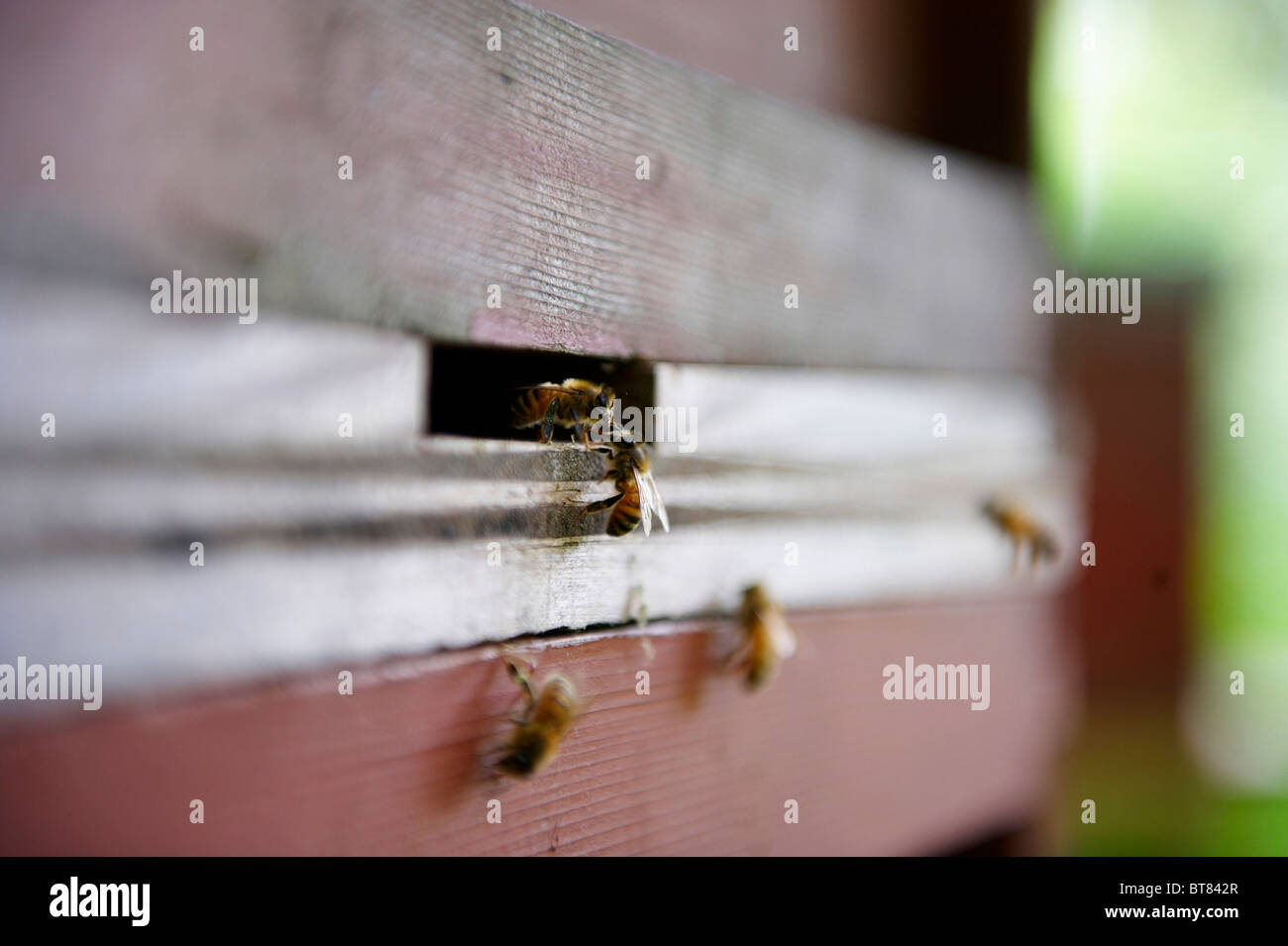 2 Les abeilles à l'entrée d'une ruche Banque D'Images