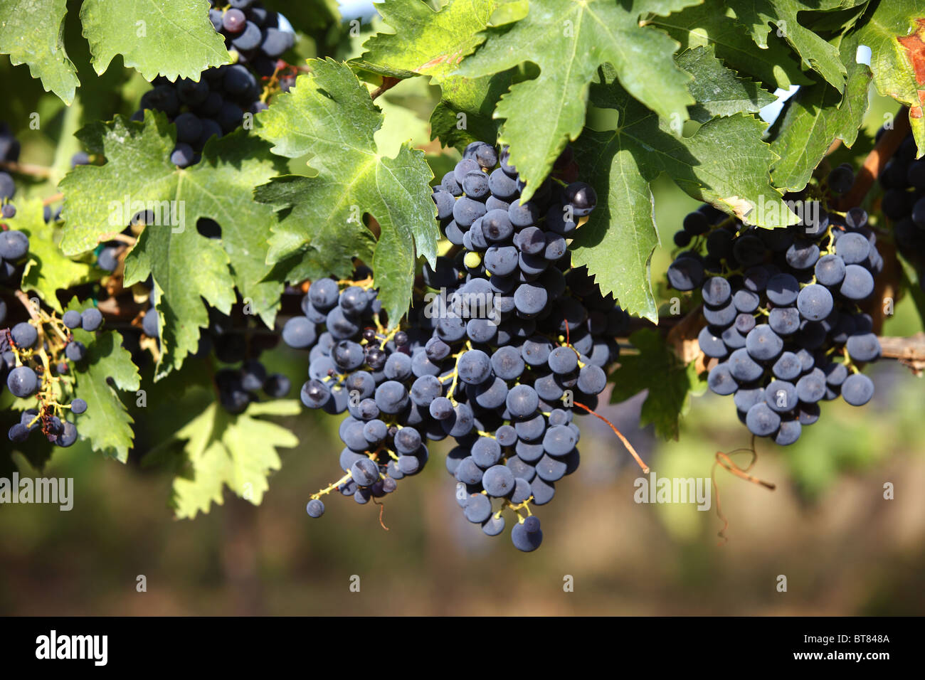 Les raisins rouges sur la vigne dans les Abruzzes, en Italie. Banque D'Images