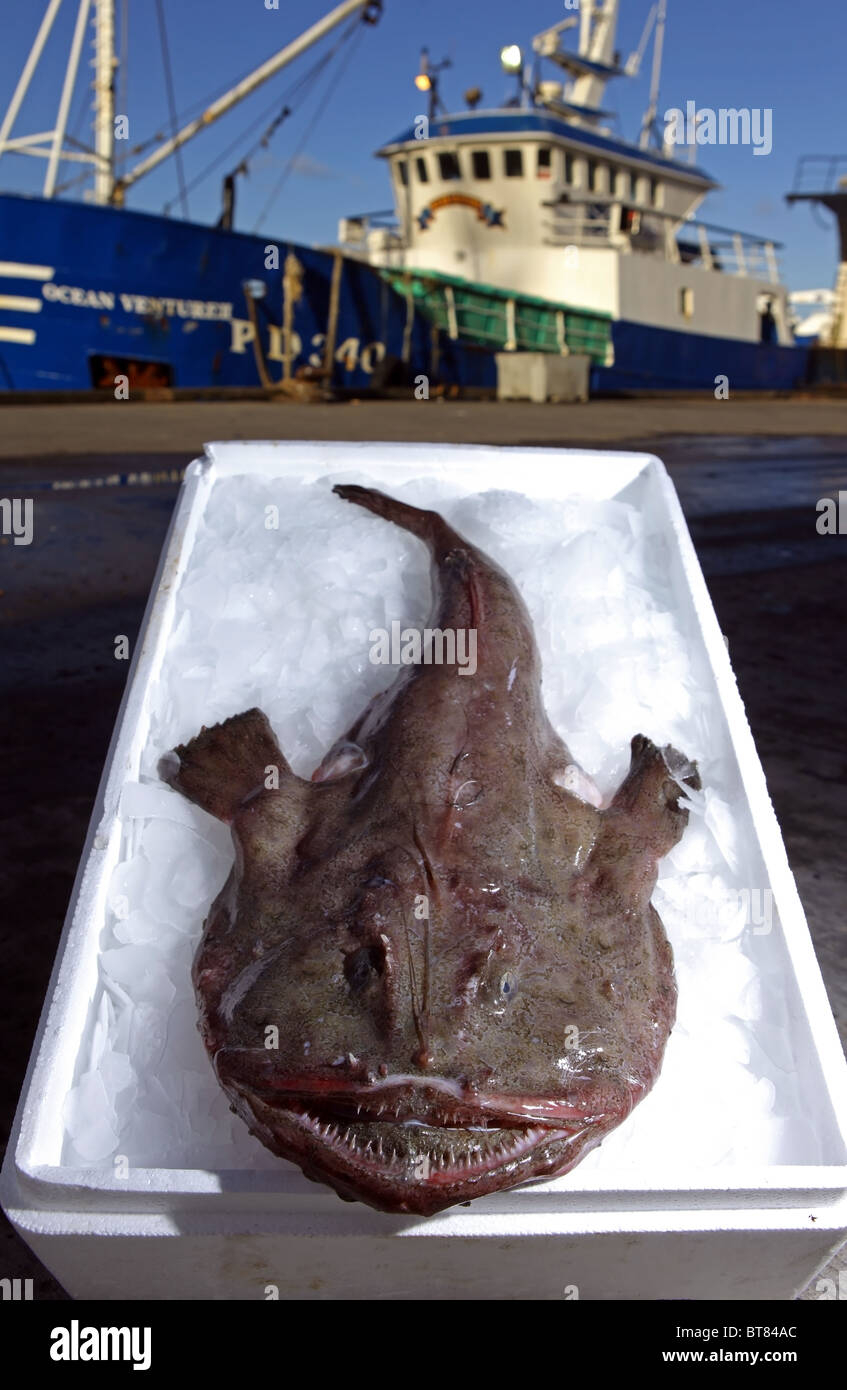 Une séance de lotte dans une boîte de glace à côté d'un chalutier à Peterhead, en Écosse, Royaume-Uni Banque D'Images