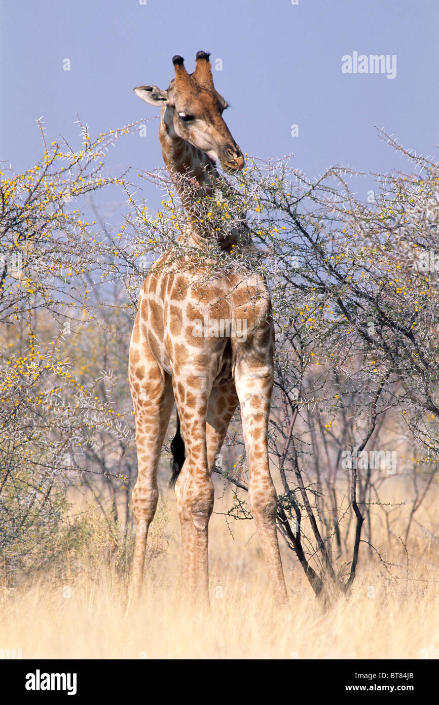 Girafe (Giraffa cameleopardis) de manger un acacia, Etosha National Park, Namibie, Afrique Banque D'Images