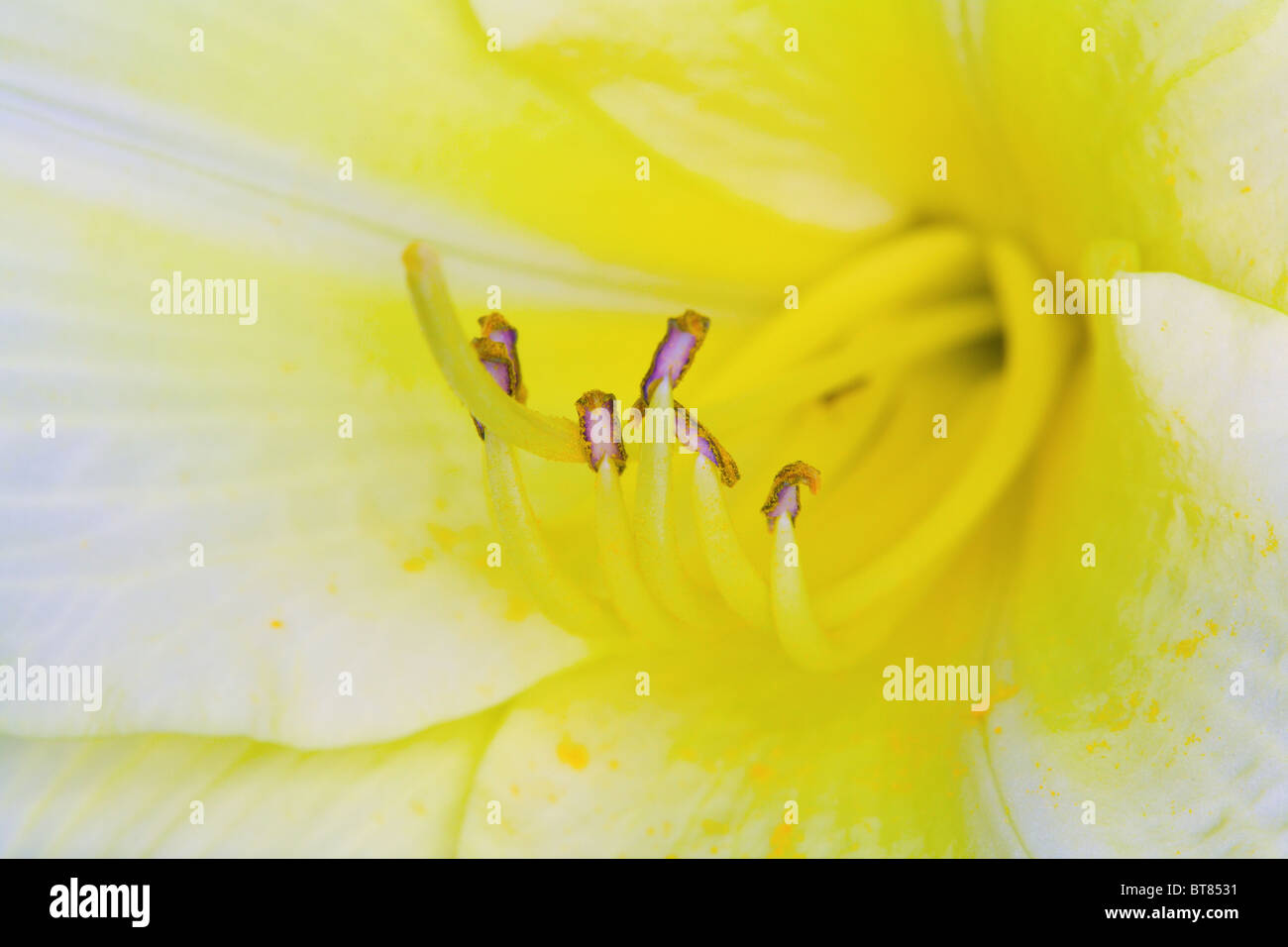 Fleur de Lilly Banque D'Images