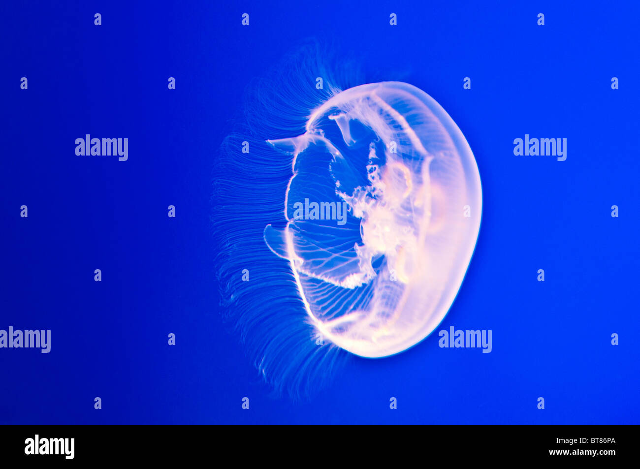Les gelées de la lune (Aurelia labiata) à l'Aquarium de la baie de Monterey, Monterey, Californie Banque D'Images