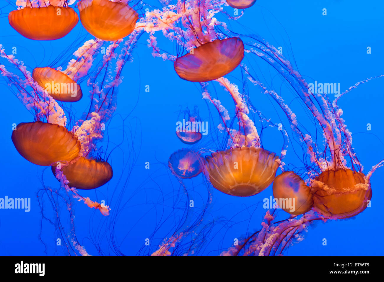 Les orties de mer (Chrysaora fuscescens) à l'Aquarium de la baie de Monterey, Monterey, Californie Banque D'Images