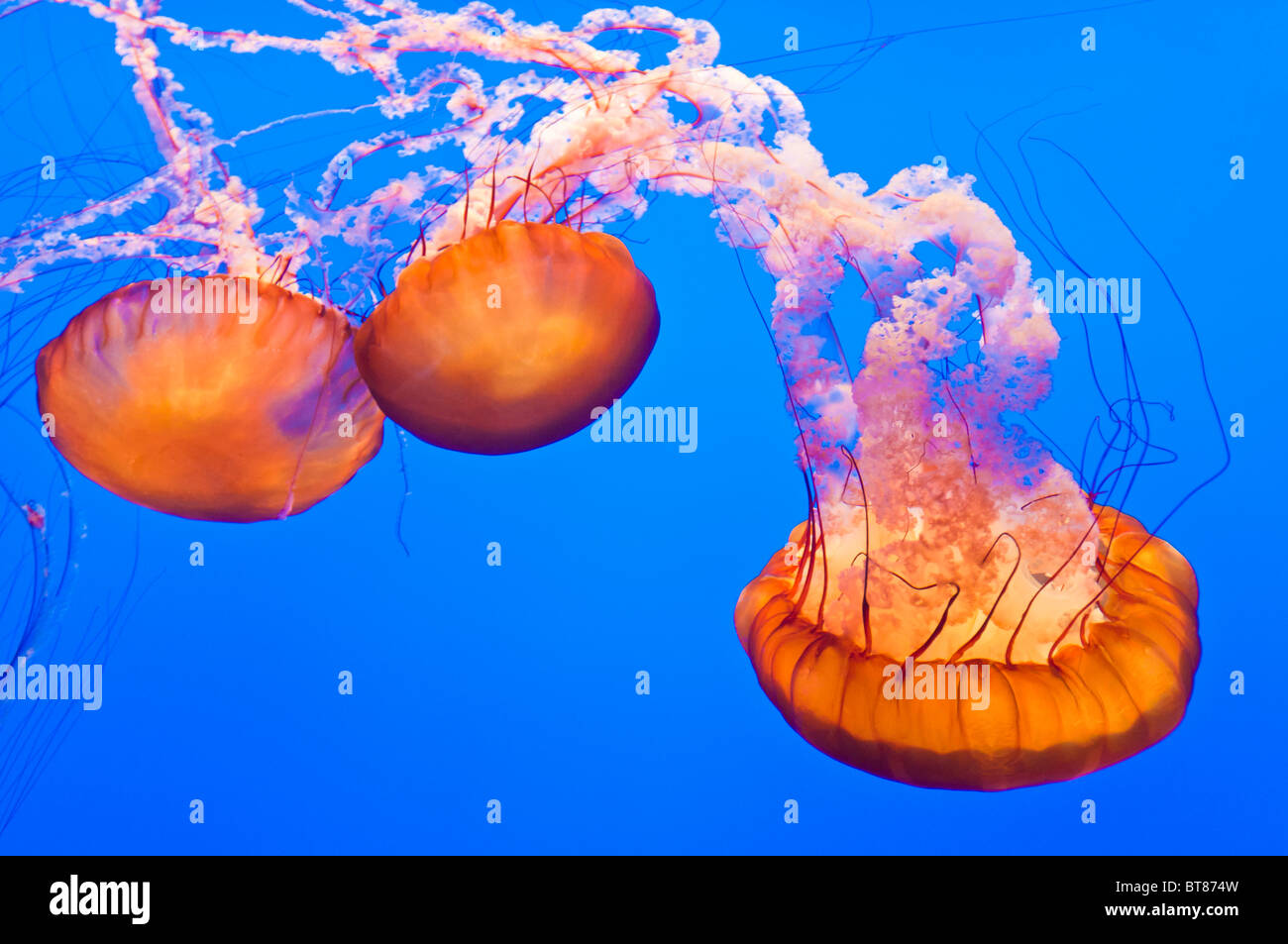 Les orties de mer (Chrysaora fuscescens) à l'Aquarium de la baie de Monterey, Monterey, Californie Banque D'Images