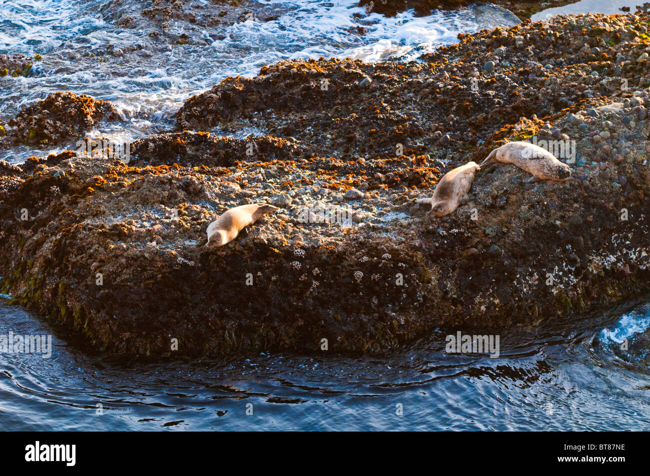 Les lions de mer sur la roche, Point Lobos State Reserve, Californie Banque D'Images
