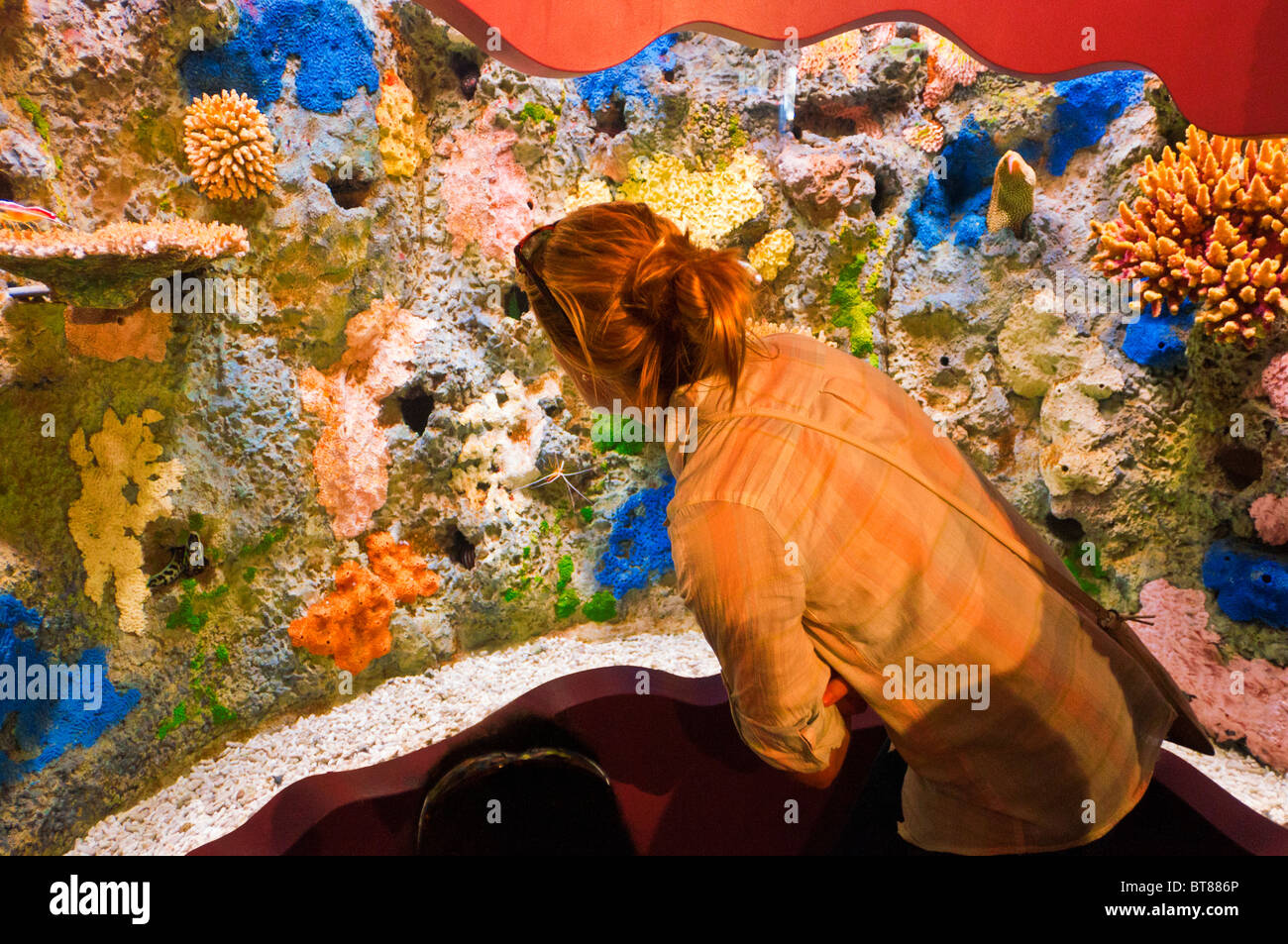 Affichage de l'exposition sur fille corail Monterey Bay Aquarium, Monterey, Californie Banque D'Images