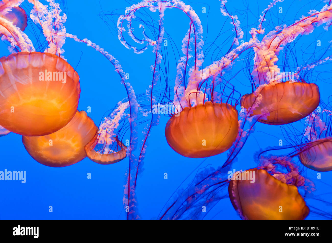 Les orties de mer (Chrysaora fuscescens) à l'Aquarium de la baie de Monterey, Monterey, Californie Banque D'Images