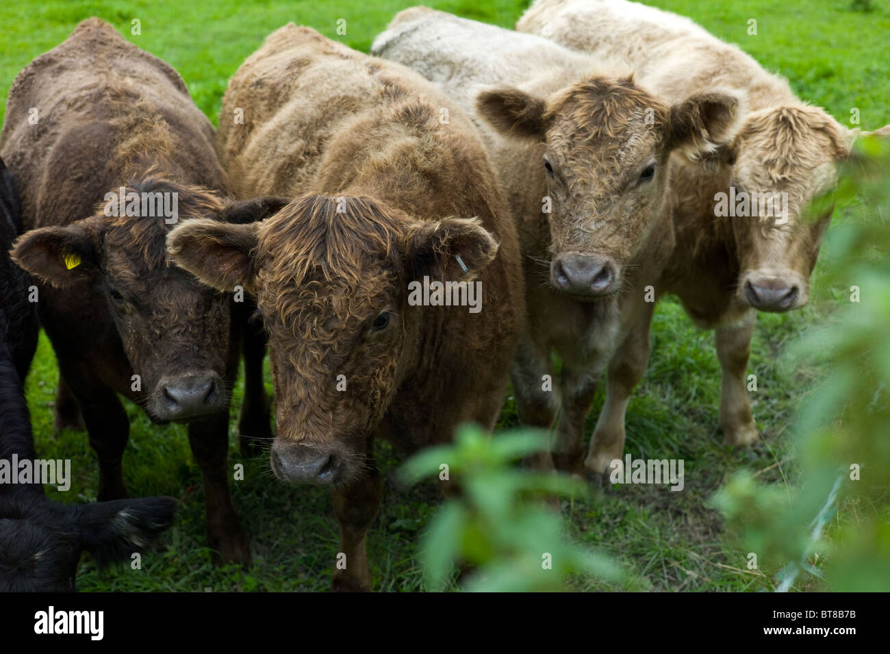 Galloway Aberdeen Angus vaches de race croisée sur la ferme du Bedfordshire Banque D'Images