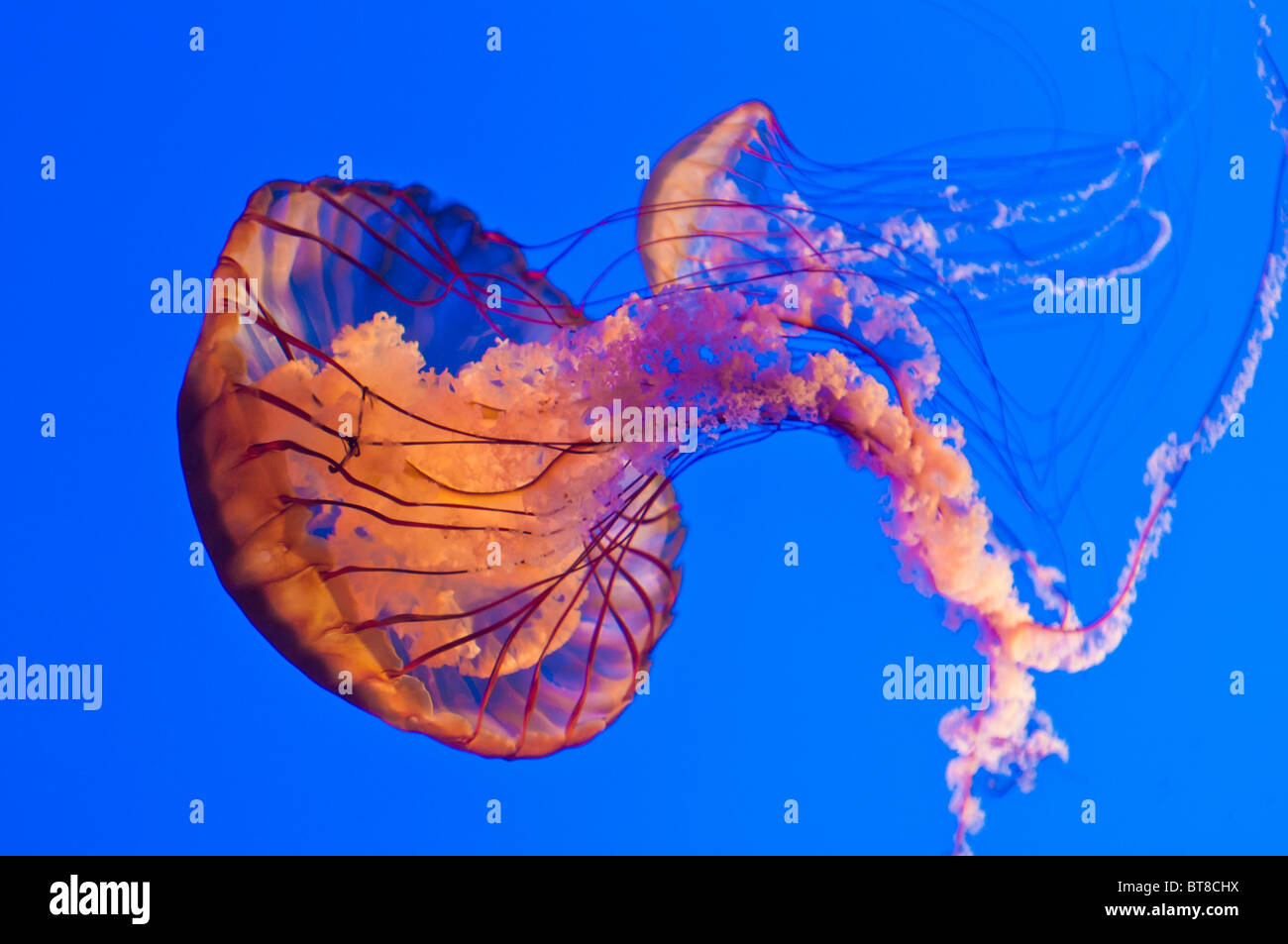 Ortie de mer (Chrysaora fuscescens) à l'Aquarium de la baie de Monterey, Monterey, Californie Banque D'Images