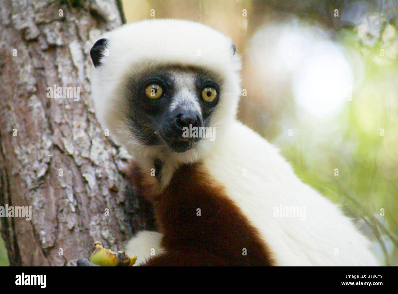 Le propithèque de Coquerel, Madagascar Banque D'Images