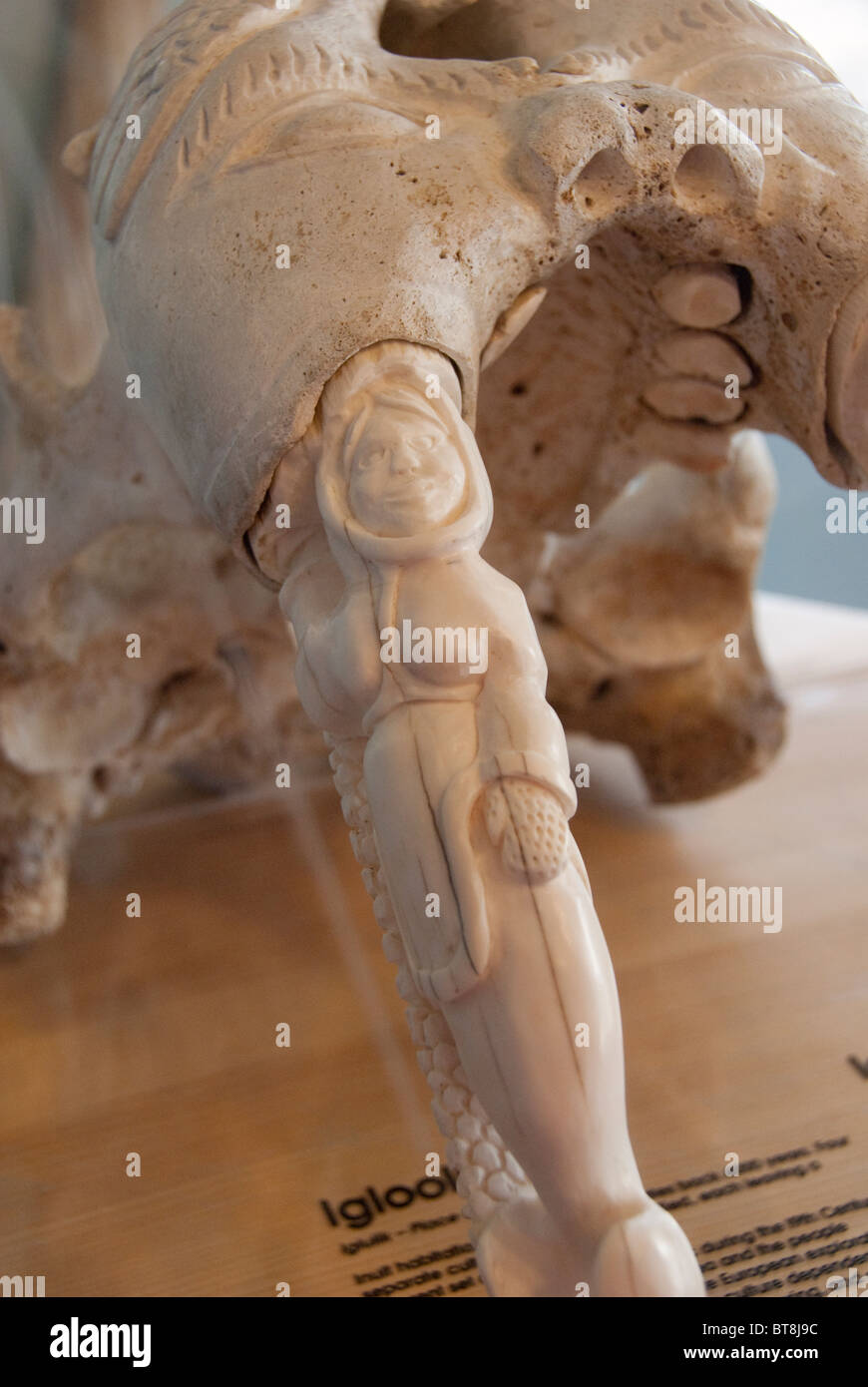 L'Arctique canadien, le Nunavut, Iqaluit, île de Baffin (aka Frobisher Bay). Syndicat d'initiative de Baffin. Crâne de morse. Banque D'Images