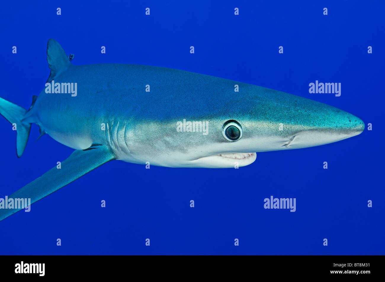 Le requin bleu, Prionace glauca, Açores, Portugal, Océan Atlantique Banque D'Images