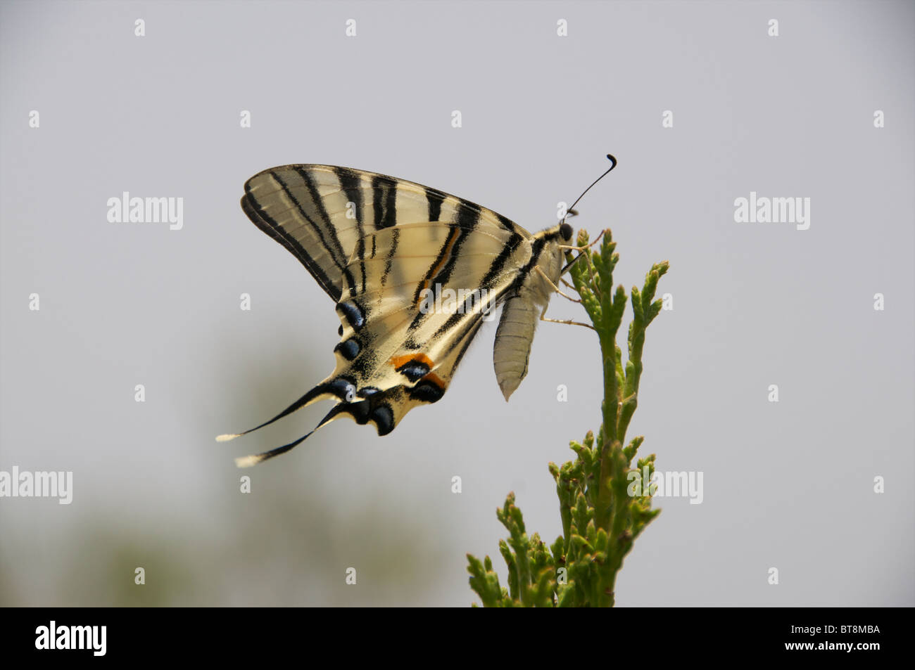 Gros plan papillon du machaon Crète Grèce côte sud Rodakino Banque D'Images