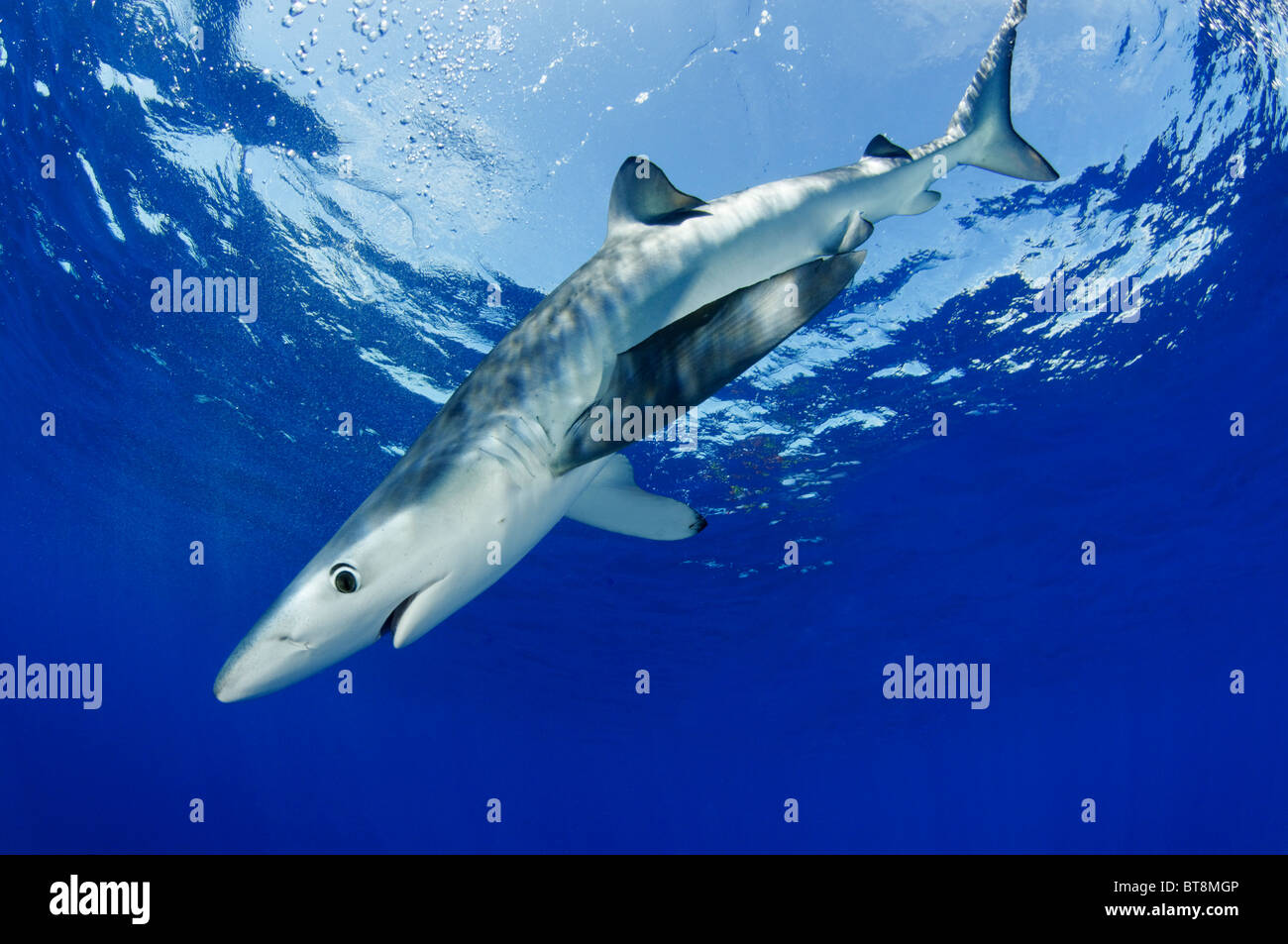 Le requin bleu, Prionace glauca, Açores, Portugal, Océan Atlantique Banque D'Images