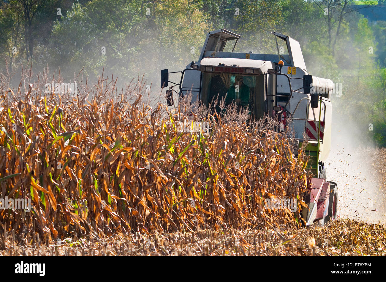 Rendmt Lexion moissonneuse-batteuse Claas 450 coupe / Maïs récolte Maïs doux - Indre-et-Loire, France. Banque D'Images