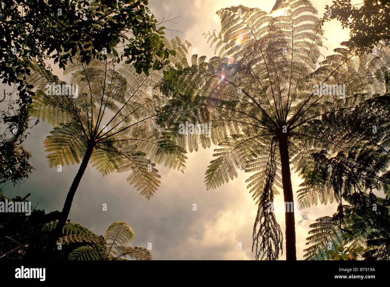 Les fougères arborescentes Cyathea contaminans,, Malaisie, soleil du soir Banque D'Images