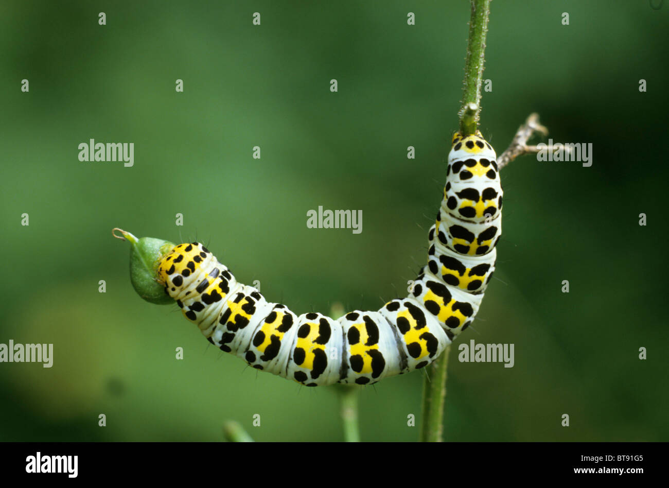 (Cucullia scrophulariae eau Betony) Caterpillar se nourrit de bourgeons de la scrofulaire noueuse woodland (scrofulariacées) Banque D'Images