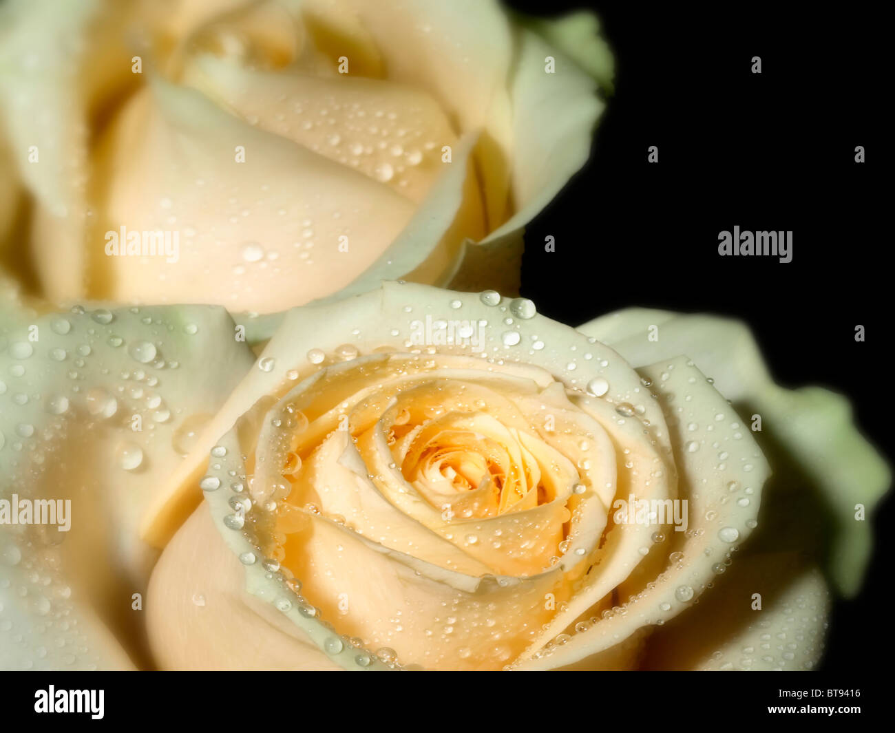 Rose Banque D'Images