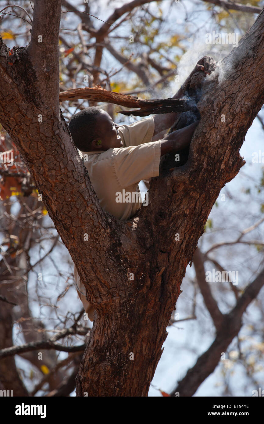 Un homme montre comment recueillir du miel sauvage d'un arbre. Banque D'Images