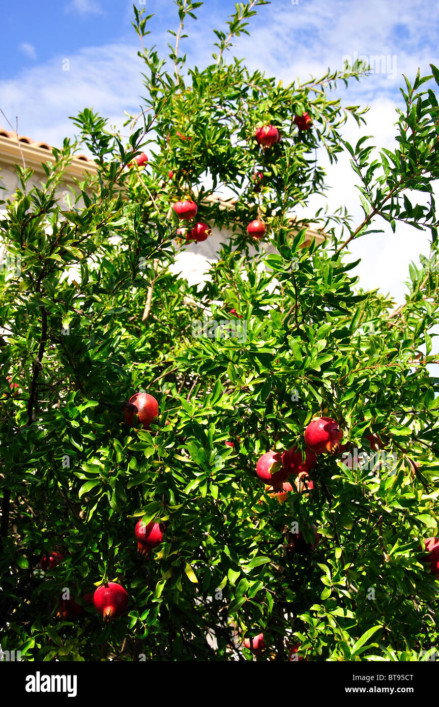Grenadier avec fruits, Melinado, Zante, îles Ioniennes, Grèce Banque D'Images