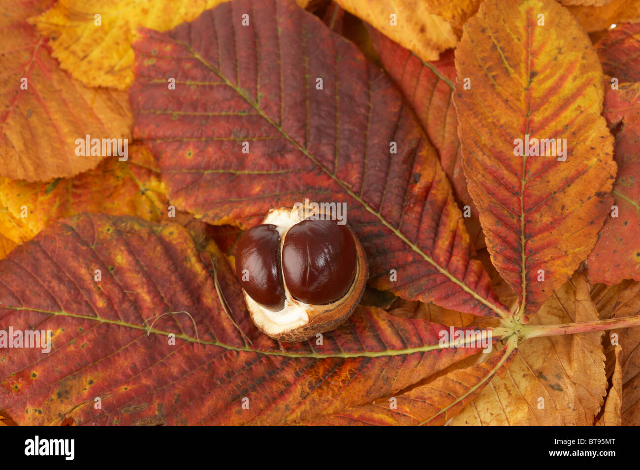 Double horse chestnuts Aesculus hippocastanum graines et les feuilles tombées en couleurs d'automne Banque D'Images