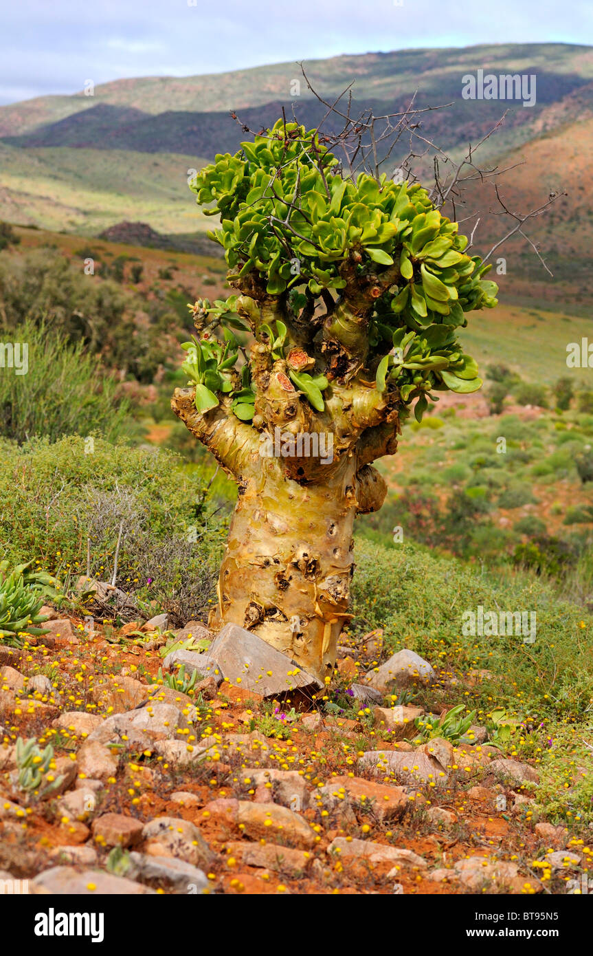 Botterboom, Tylecodon paniculatus, Richtersveld, Afrique du Sud Banque D'Images